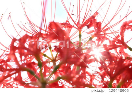 空を見上げる彼岸花 129448906