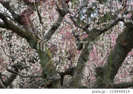 梅の花に囲まれた梅 梅の花に囲まれた梅 129448914