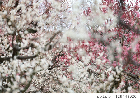 梅の花に囲まれた梅 梅の花に囲まれた梅 129448920