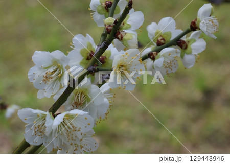 白い梅の花 白い梅の花 129448946