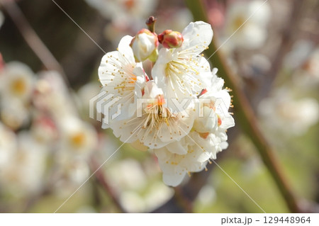 白い梅の花 129448964