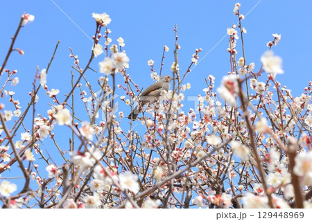 梅の蜜を吸うヒヨドリ 梅の蜜を吸うヒヨドリ 129448969