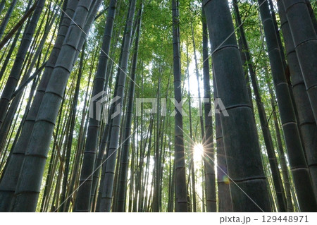 竹林に光が差し込む 129448971
