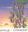 あけびと夕日 129448995