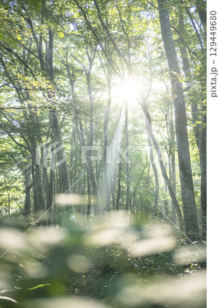 新緑の森の道に光芒が差し込む風景　大山鏡ヶ成 129449680
