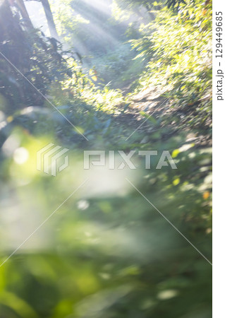新緑の森の道に光芒が差し込む風景　大山鏡ヶ成 129449685