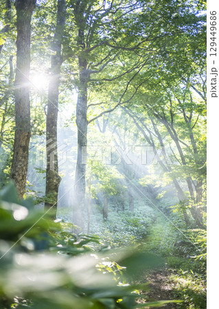 新緑の森の道に光芒が差し込む風景　大山鏡ヶ成 129449686