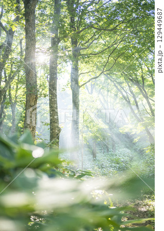 新緑の森の道に光芒が差し込む風景　大山鏡ヶ成 129449687
