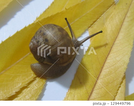 カタツムリ カタツムリ 129449796