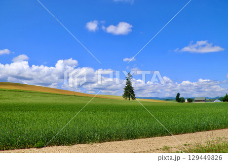 美瑛のクリスマスツリーの木(北海道・上川郡美瑛町) 美瑛のクリスマスツリーの木(北海道・上川郡美瑛町) 129449826