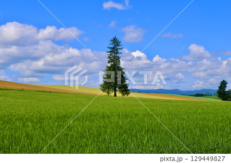 美瑛のクリスマスツリーの木（北海道・上川郡美瑛町） 129449827