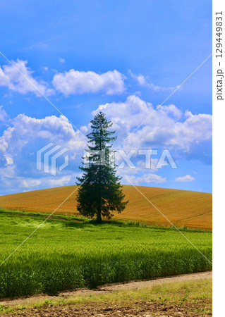 美瑛のクリスマスツリーの木(北海道・上川郡美瑛町) 美瑛のクリスマスツリーの木(北海道・上川郡美瑛町) 129449831