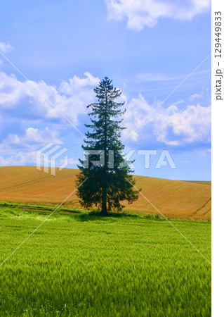 美瑛のクリスマスツリーの木（北海道・上川郡美瑛町） 129449833