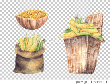 Watercolor Corn harvest. Golden maize cobs crop set. Wicker basket, canvas bag and wooden bowl with corncobs and kernels. Realistic painted illustration for farm food, oil label. Isolated background 129449991