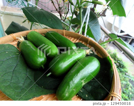 家庭菜園：ベランダの植木鉢の：キュウリの収穫 129450018