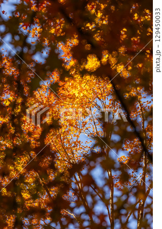 国営武蔵丘陵森林公園の紅葉 129450033