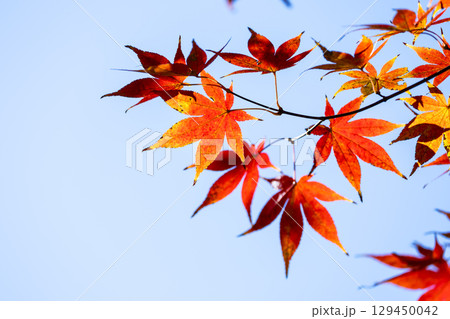 国営武蔵丘陵森林公園の紅葉 国営武蔵丘陵森林公園の紅葉 129450042