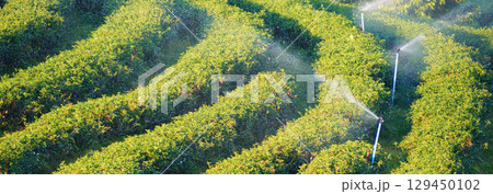 Banner Green tea tree leaves field young tender bud herbal Green tea tree in camellia sinensis organic farm. Panorama Fresh Tree tea leaf plant green nature in herbal farm background with Copy Space 129450102