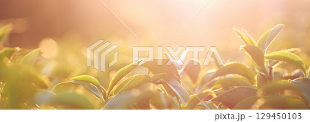 Banner Green tea tree leaves camellia sinensis organic farm sunlight. Panorama Fresh young tender bud herbal farm in morning. Banner Sunlight Green tea tree plant. Wide Green Tea Tree with copy space 129450103