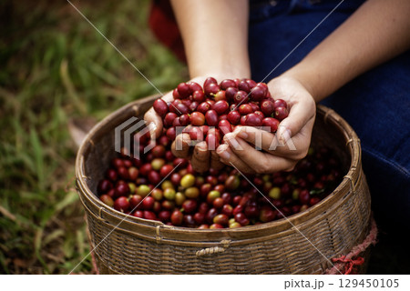 Close up hands harvest red seed in basket robusta arabica plant farm. Coffee plant farm woman Hands harvest raw coffee beans. Ripe Red berries plant fresh seed coffee tree growth in green eco farm 129450105