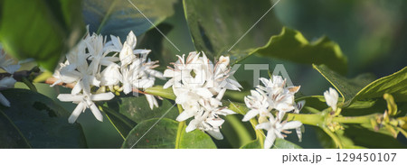 Coffee flower tree green nature white color blossom. White flower on coffee tree Robusta arabica berries on coffee farm garden. Fresh bean berry plantation. Agriculture growth in green organic farm 129450107