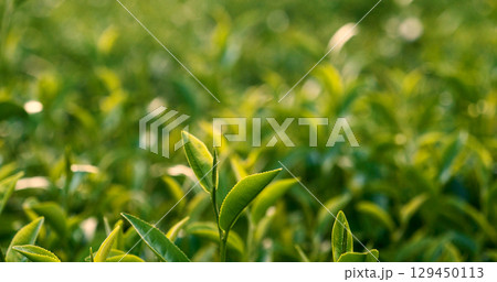 Green tea tree leaves field young tender bud herbal Green tea tree in camellia sinensis organic farm. Close up Fresh Tree tea plantations mountain green nature in herbal farm plant background morning 129450113