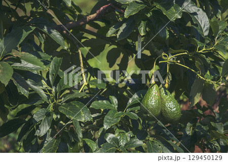 Avocado tree green plant healthy fruit farm. Smart farmer growing plant in eco green farm sustainable quality control. Avocado fruit Farm planting in eco Farmland biotechnology. Fruit organic farm 129450129