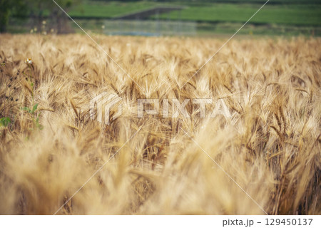Dry barley wheat agriculture field ingredient for bread grain cultivated in produce agricultural. Golden field pasture farmland. Barley Ripe barleys on evening sunset. cultivated natural farmland Dry barley wheat agriculture field ingredient for bread grain cultivated in produce agricultural. Golden field pasture farmland. Barley Ripe barleys on evening sunset. cultivated natural farmland 129450137