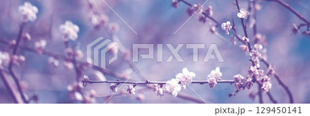 Banner Purple Pastel flower floral soft nature blossom blurred background Romance plum botanical bloom spring season Panorama Blurry Cherry blossom petals plant in beautiful garden with copy space Banner Purple Pastel flower floral soft nature blossom blurred background Romance plum botanical bloom spring season Panorama Blurry Cherry blossom petals plant in beautiful garden with copy space 129450141