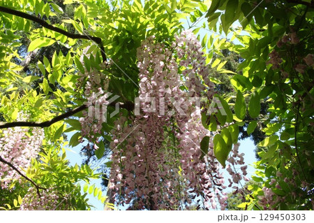 藤の花のある風景 129450303