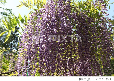 藤の花のある風景 藤の花のある風景 129450304