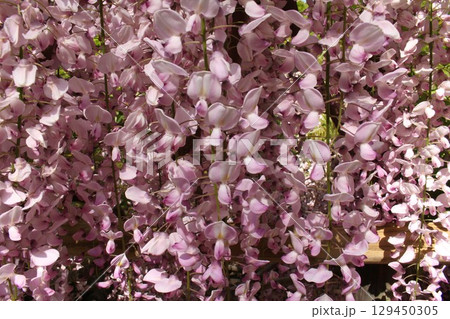 紫の藤の花 129450305