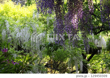 藤の花のある風景 129450309