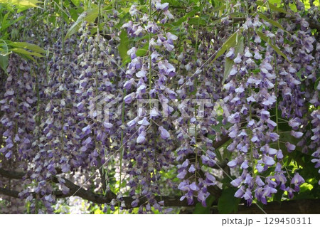 紫の藤の花 129450311