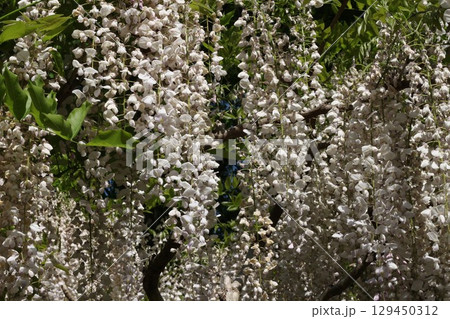 白い藤の花 129450312