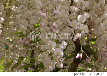 白い藤の花 129450313