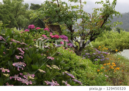 紫陽花が咲き乱れる初夏の湖畔 129450320