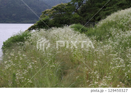 白い花咲く湖畔 白い花咲く湖畔 129450327