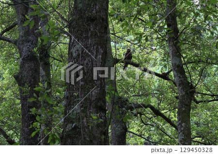 トンビと木 129450328