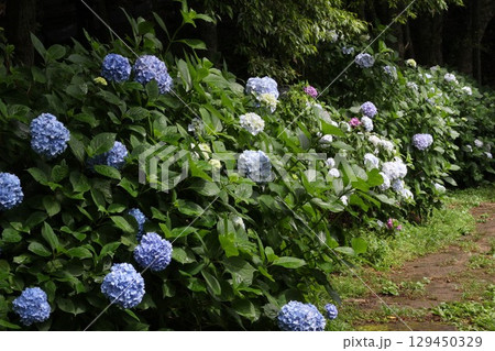 紫陽花のある道 129450329
