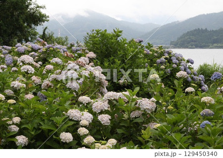 湖畔に咲く紫陽花 129450340