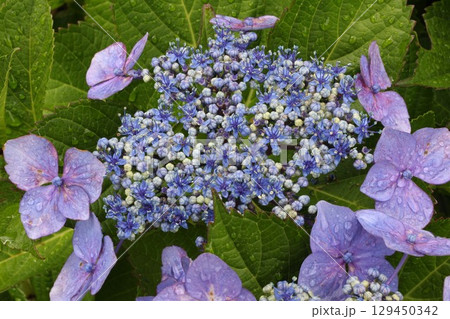 青いガクアジサイ 129450342