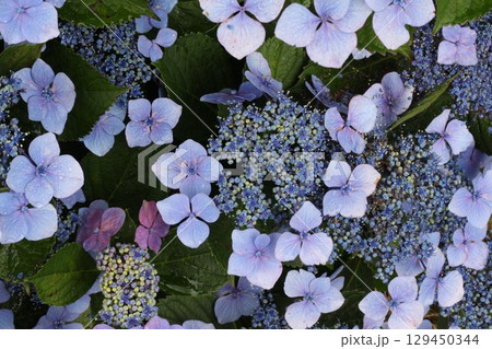 青い紫陽花 青い紫陽花 129450344