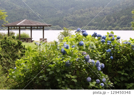 紫陽花のある風景 紫陽花のある風景 129450348