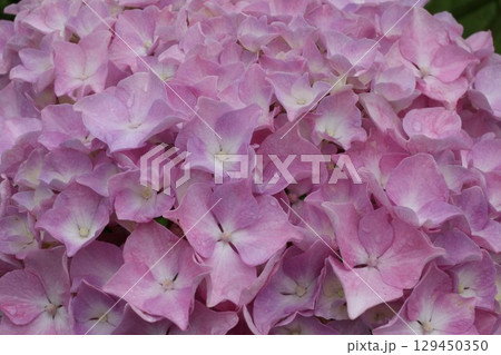 雨に濡れた紫の紫陽花 129450350