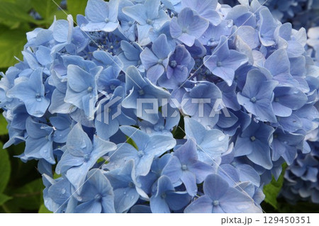 青い紫陽花 129450351