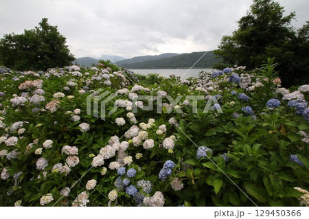 湖畔に咲くアジサイ 129450366