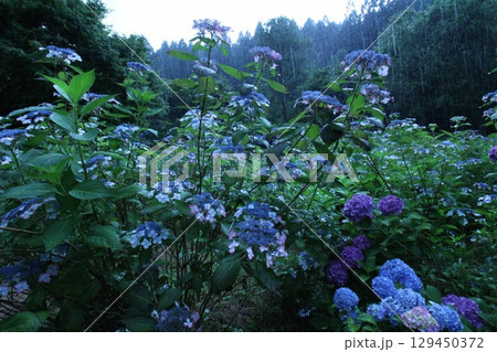 雨に打たれる紫陽花 雨に打たれる紫陽花 129450372