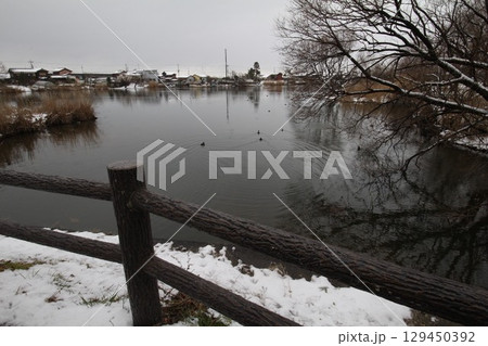 冬の川に浮かぶ水鳥 冬の川に浮かぶ水鳥 129450392