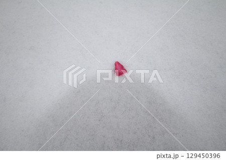 雪に落ちた赤い花 雪に落ちた赤い花 129450396